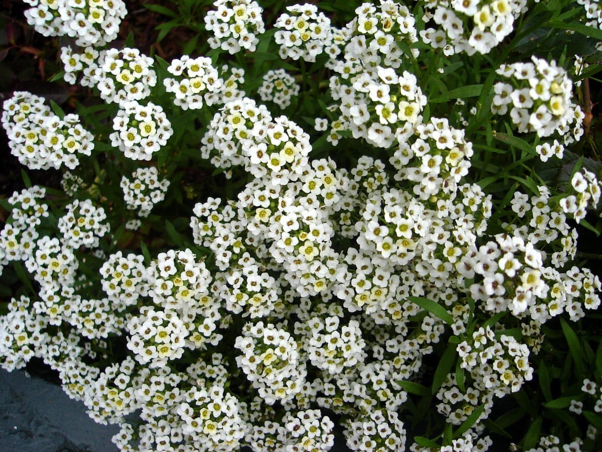 Los mejores arreglos y trabajos de floristería están en Ourense